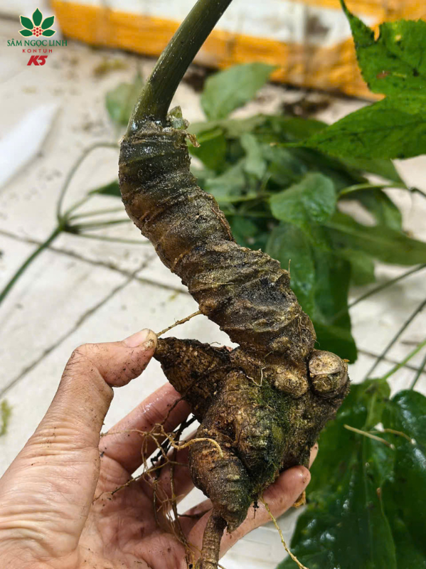 Bề mặt củ Sâm Lai Châu thường màu xám đen, vỏ sần sùi.