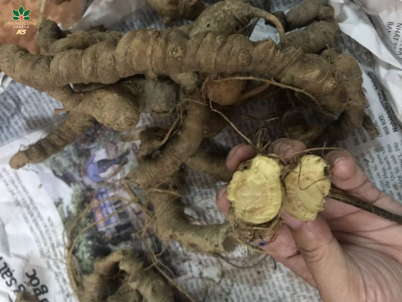 Củ Tam Thất hoang thường xù xì, màu đen xám.