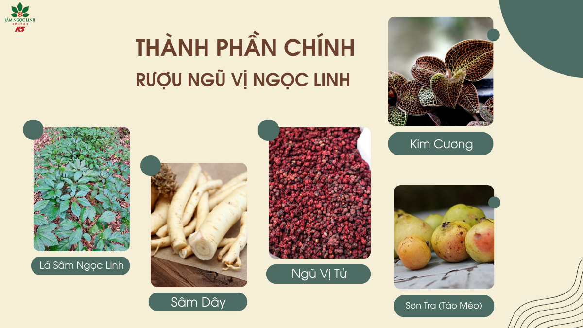  Các thành phần chính của rượu Ngũ Vị Ngọc Linh.