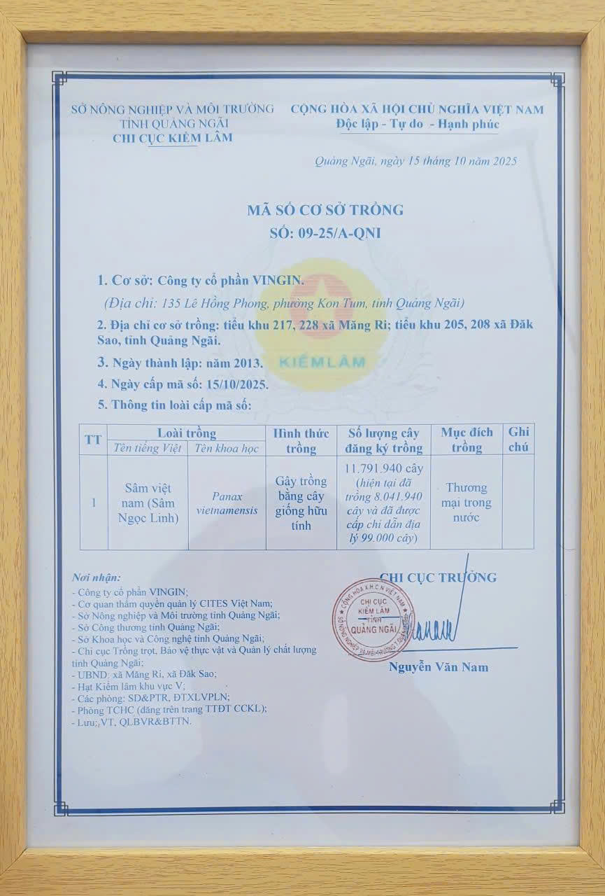 Chứng nhận mã số vùng trồng được Chi cục Kiểm lâm cấp cho K5.