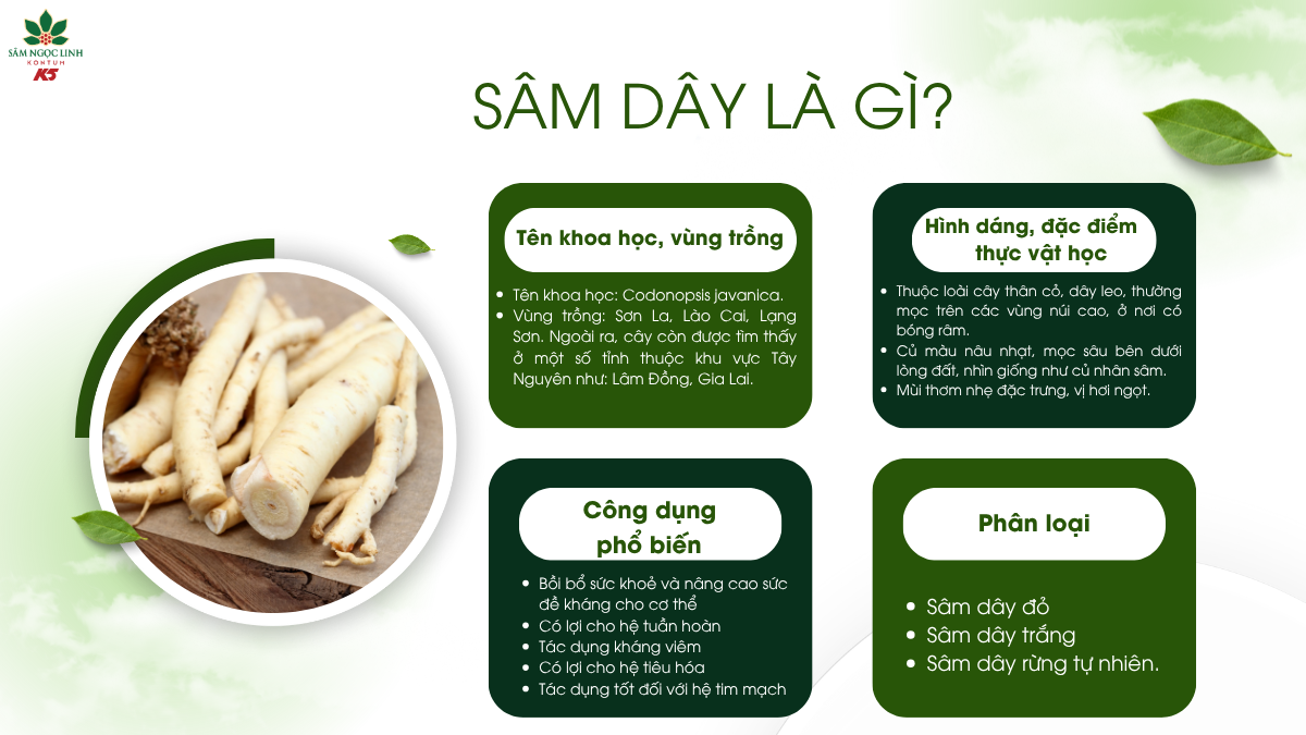 Những thông tin về sâm dây có thể bạn chưa biết.